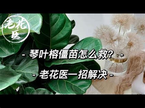 琴葉榕招陰|琴葉榕招陰：植物界的魔法使者 – 植物盆栽綠寶典